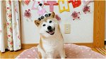 Shiba Inu's Metaverse Will Be Partially Open by End of 2023, Says Devs