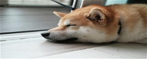 Dogecoin Spikes as Foundation Reveals Development Fund