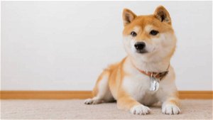 Shibarium's August 16th debut has received an official nod, according to Shiba Inu