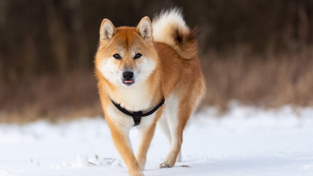 What is Shiba Inu(SHIB) Coin in Cryptocurrency? Explained in Detail