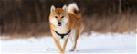 What is Shiba Inu(SHIB) Coin in Cryptocurrency? Explained in Detail